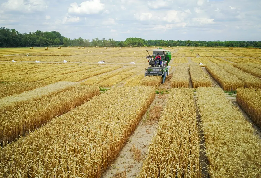 Zürn Drescher beim Weizendreschen